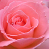 ~~pink rose for you~~