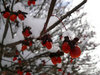 Sweet Winter Cherries
