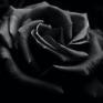 A black rose