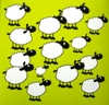 sheep invasion