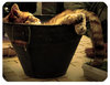 Bucket O' Cat