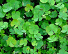 A lot of luck for you! Clovers!