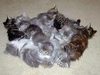 pile of kittens!!
