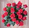 20 red roses just 4 u