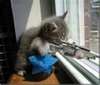 another way to hunt for mice 