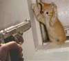 A cat burglar......noo way