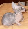 calico sphynx kitten