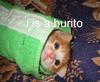 Burrito