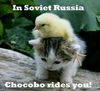 Soviet Union Cat