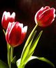 Tulips for you