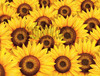 Sunflowers for you