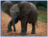 Baby African Elephant