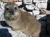 Dassie on table Mountain