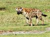 Spotted Hyena