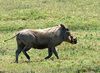 Warthog