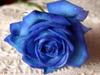Blue rose for you XOX
