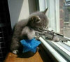 a sniping cat