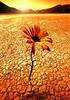 Desert Flower