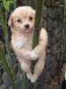 Puppy pole dance