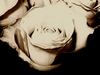 A rose