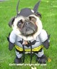 bat-dog as faithful side kick!