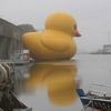 A giant Rubber Ducky for u!!!