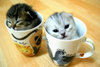 cup kitten with milk?