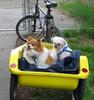 PeT cYcLe kArT