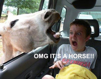 horse man