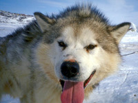 Sled Dog