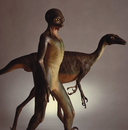 Troodon Dinosauroid